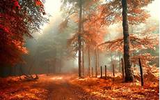 Iphone Aesthetic High Quality Fall Wallpaper by Free Background Images Forest Rivers Hd Nature Wallpapers Iphone Aesthetic High Quality Fall Wallpaper