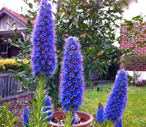 Humble flowers – a stunning Australian native called Echium | Australian garden, Australian ...