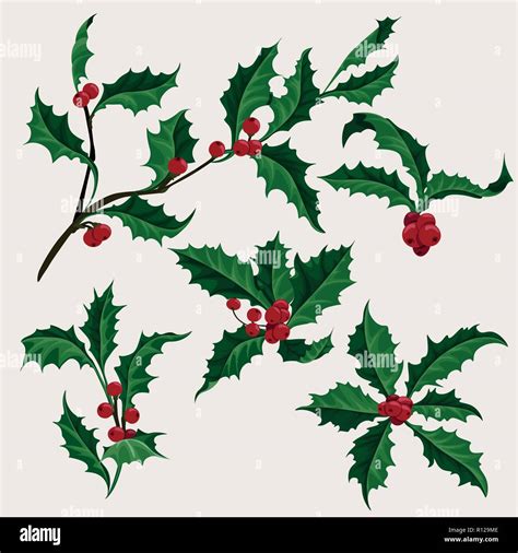 Holly Plant Clip Art