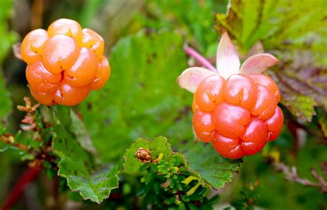 Cloudberry in Norway 2026 - Rove.me
