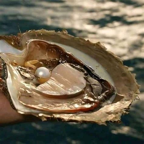 Did you know…. An oyster that has not been wounded in any way does not produce pearls? A pearl ...