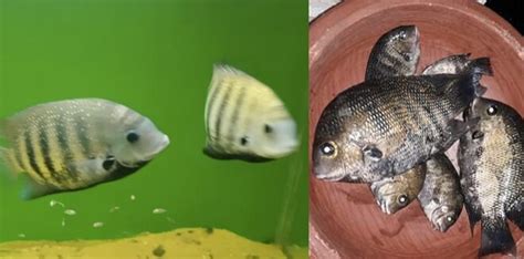 കരിമീന്‍ കറുമുറെ അകത്താക്കും മുമ്പ് ഇതൊന്നു കേട്ടോളൂ...ഹൃദയമുള്ളവര് ...