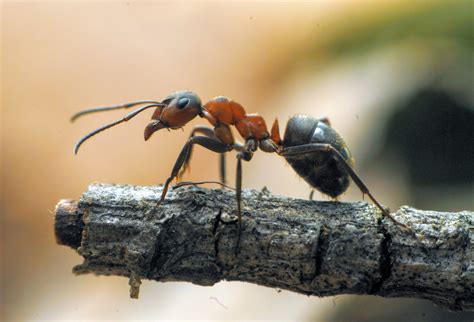 Jumping ants fight for dominance after their queen dies - Earth.com