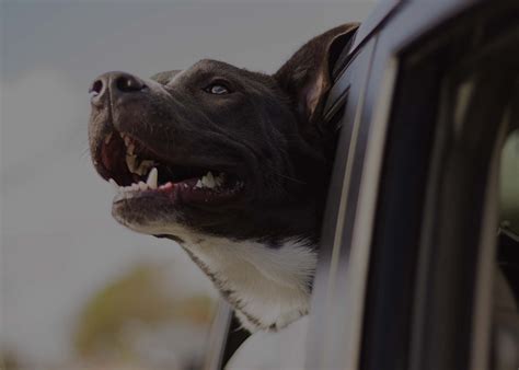 About Us | Two Shepherds Taproom | Dog Park and Bar