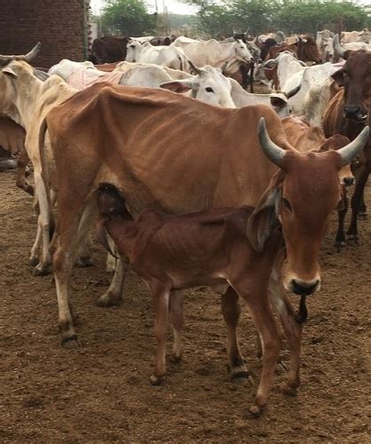 German woman runs a Gaushala. Love for the Holy Cows and India is truly ...