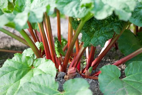 How to Grow Rhubarb in Your Garden | Taste of Home