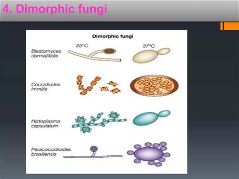 Fungi | PPT