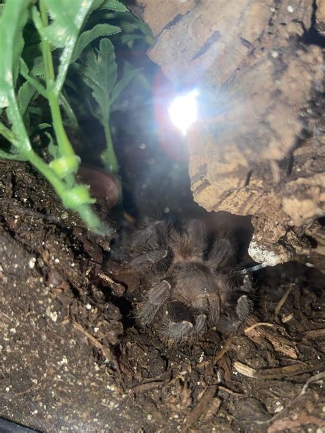 Hi me and my boyfriend got a salmon pink birdeater tarantula 2 weeks ...