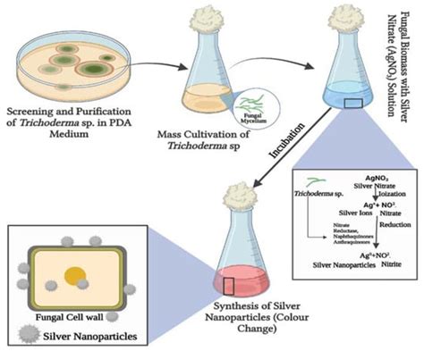 Trichoderma: An Eco-Friendly Source of Nanomaterials for Sustainable ...
