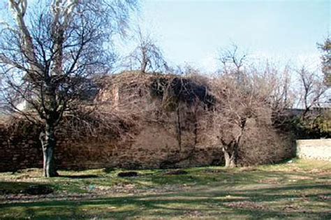 The story of Bremji Kul, Kashmir's sacred tree