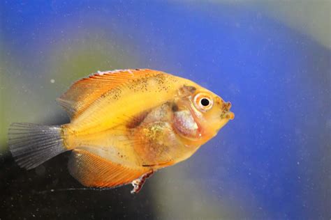 Fin Rot Disease & Treatment: The Ultimate Guide - Fish Laboratory