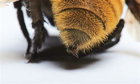 Queen Bumble Bee Sting Queen Bumblebees Are Emerging Too Early From