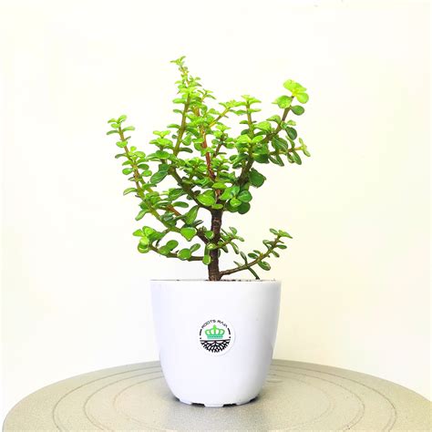 Best Indoor Plant Ideas | Perfect Home Indoor Plants for Every Space ...