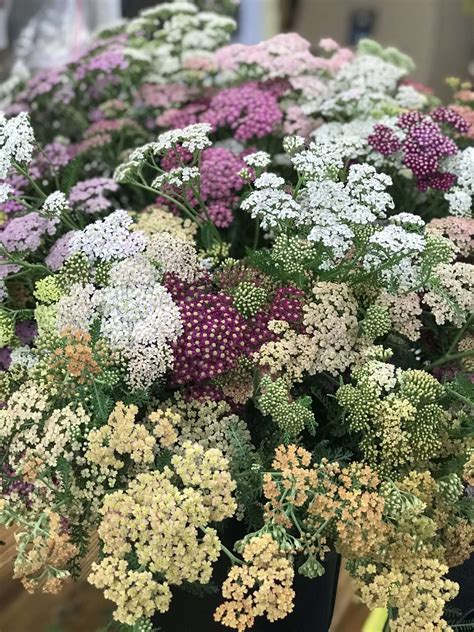 Yarrow, mixed colors by Peachy Keene Flower Farm - Michigan Flower Barn