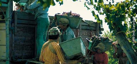 Argentina Agriculture 的图像结果