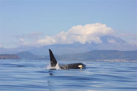 Meet the different types of orcas - Whale & Dolphin Conservation USA