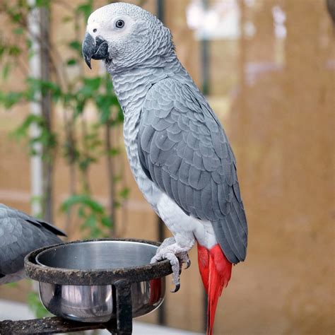African Grey Parrot - Everything You Need to Know About