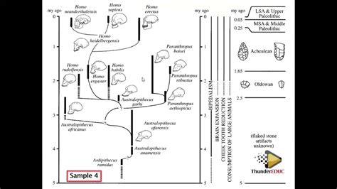 Evolution Graph 的图像结果