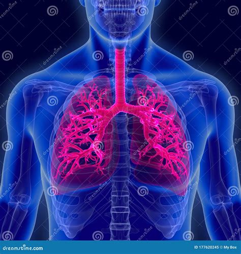 Image result for Lung Segmentation Using CNN