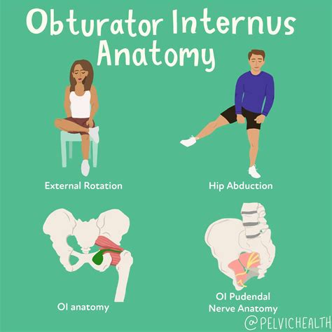 Obturator Internus Muscle Stretch