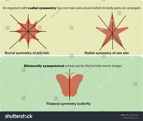 Bilateral symmetry Images, Stock Photos & Vectors | Shutterstock