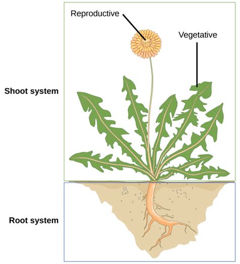 Biology Plants 的图像结果