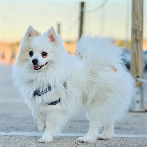 Payment Options For Veterinary Care | Diamond Hill Animal Clinic