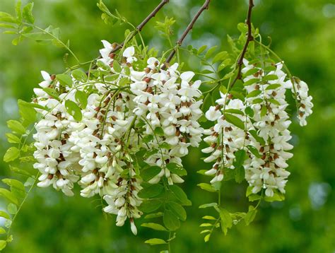 Swoope Almanac May 2015 – Bobolinks, Bobwhites and Black Locust Blooms ...