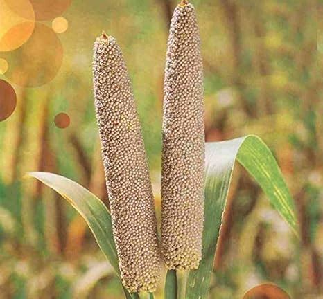GREEN WORLD Hybrid Bajra/Pearl Millet Seeds For Farming Or Agriculture ...