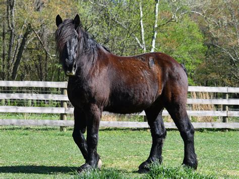 Black Draft Horse Breeds