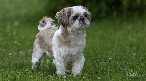 How Long Do Shih Tzu Dogs Live? Average Lifespan Explained