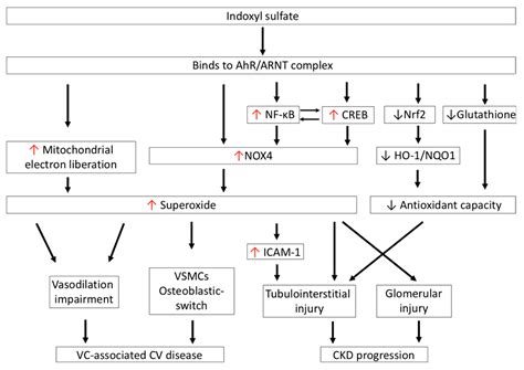 Indoxyl-Sulfate-Induced Redox Imbalance in Chronic Kidney Disease
