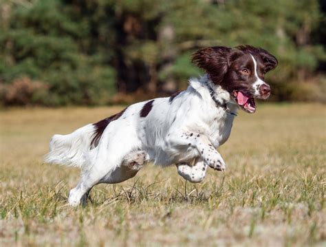 Spaniel Dog