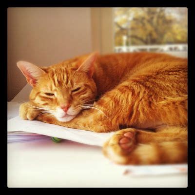 31 Office Cats ideas | office cat, cats, animals