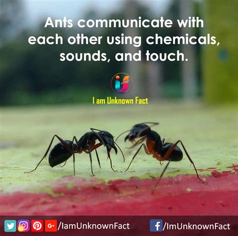 Amazing Facts about Ants