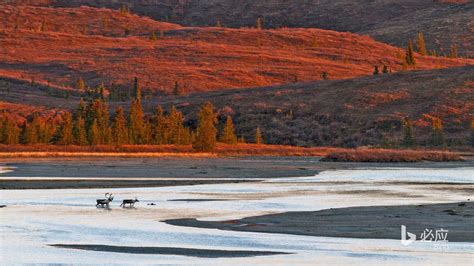 Https CN Bing Images 的图像结果