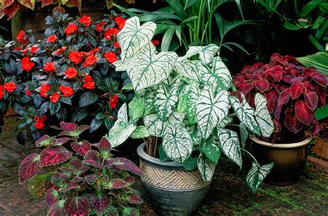 Outdoor Potted Plants Shade