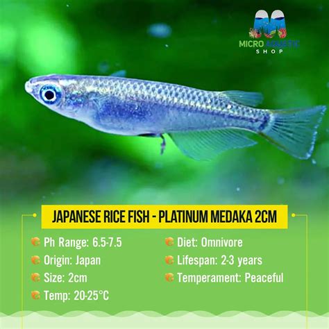 Japanese rice fish - Platinum Medaka 2cm – Micro Aquatic Shop