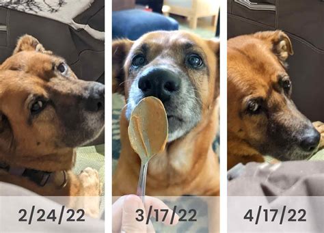 Dog Reverse Sneeze Remedy