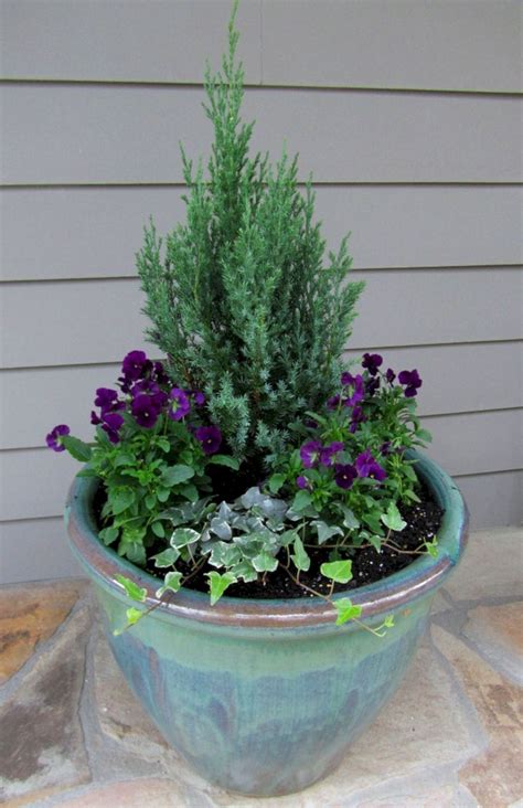 Best Winter Pot Plants Uk at Summer Alfred blog