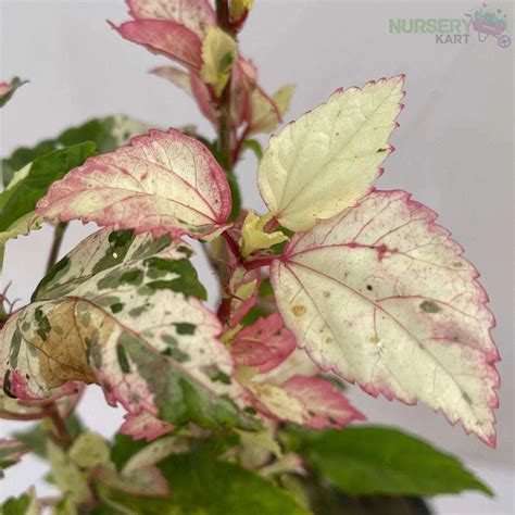 Buy Variegated Hibiscus Plant - Gumamela Pink Variegated Plant online ...