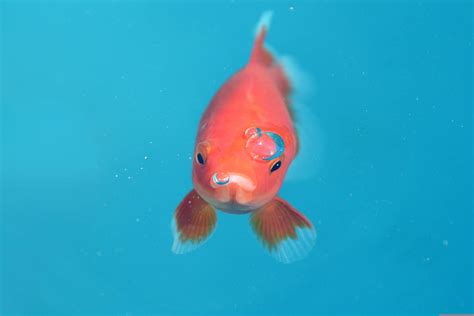 Can fish drown? The Surprising Answer