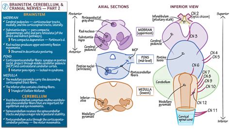 Anatomy & Physiology: Brainstem and Cranial Nerves: Part 2 | ditki ...
