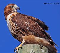 Image result for hawk