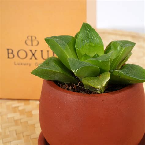 Terra Luxe – BoxUp Luxury Gifting
