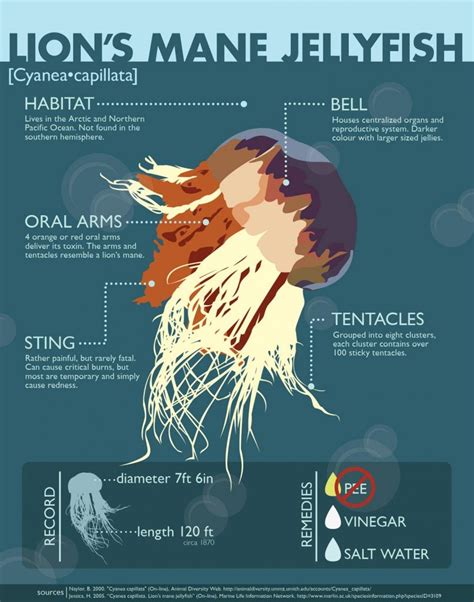 Stingrays infographic – Artofit