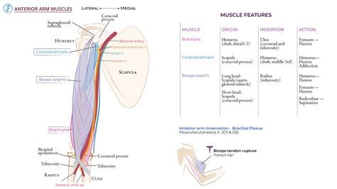 Gross Anatomy: Anterior Arm Muscles | ditki medical & biological sciences