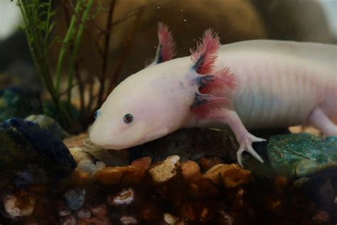 what do axolotl eat: The types of food that are both nutritional and ...