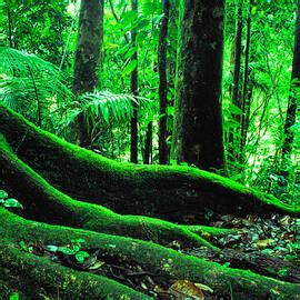 Image result for Forest O2 Vector