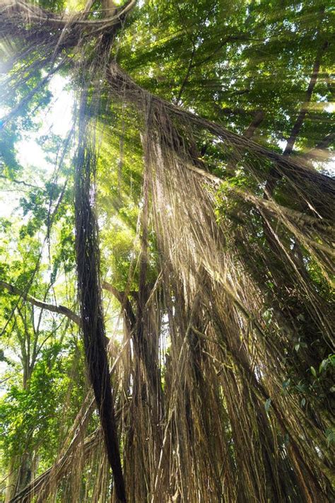 Image result for Eastern Java Bali Rain Forest